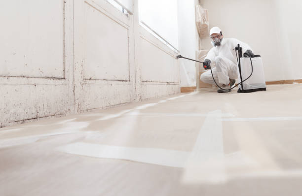 Black mold remediation team in Fort Collins
