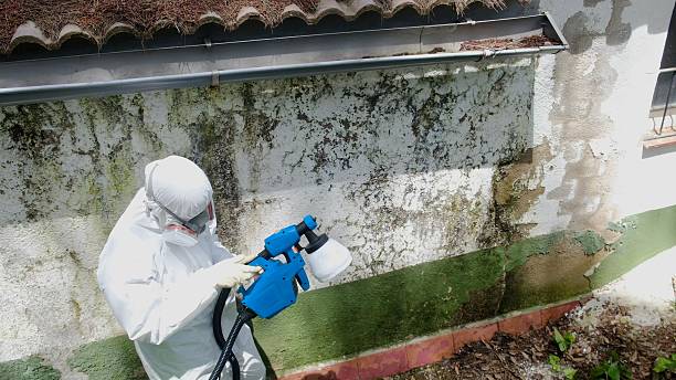 Mold Removal service in Fort Collins